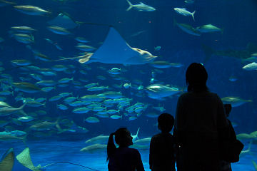 aquarium01.jpg