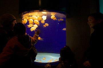 aquarium04.jpg